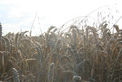 Thumbnail of Wheat.jpg